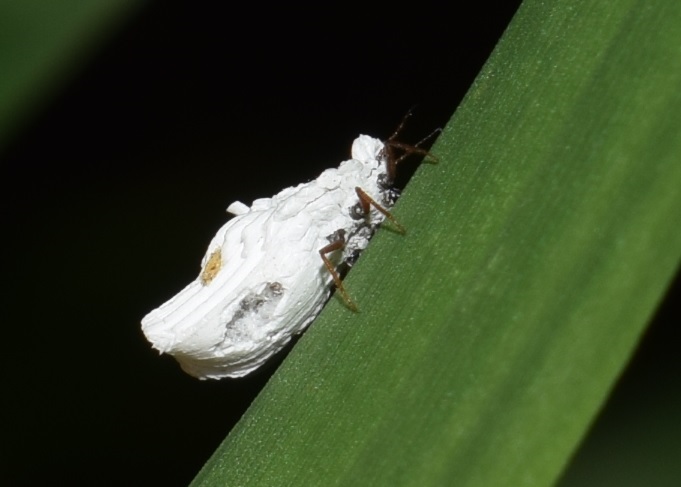 Orthezia sp. (Ortheziidae)